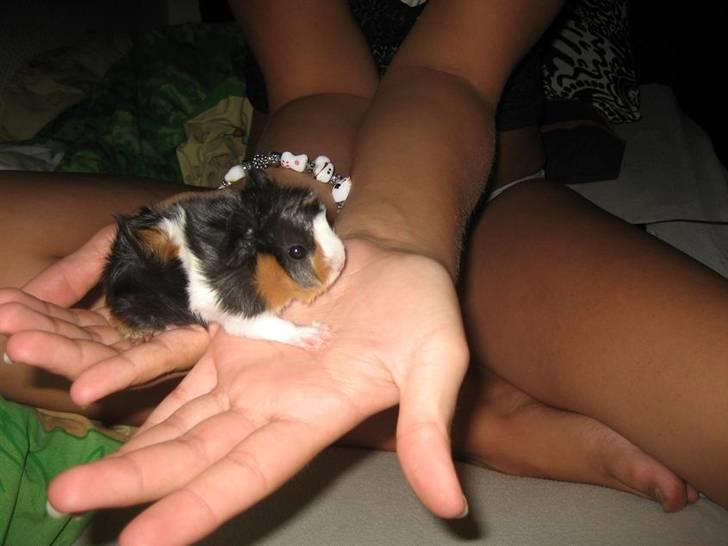 Marsvin Waltemar R.I.P billede 3