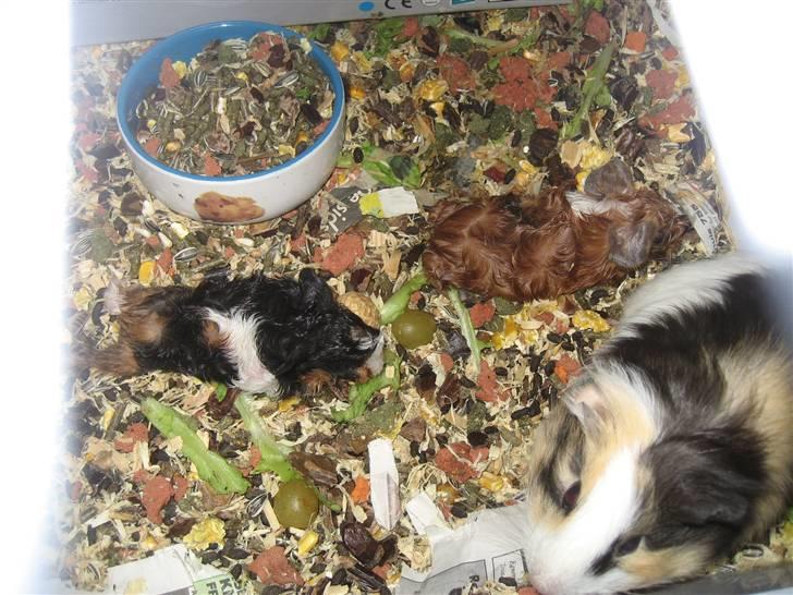 Marsvin Waltemar R.I.P billede 4