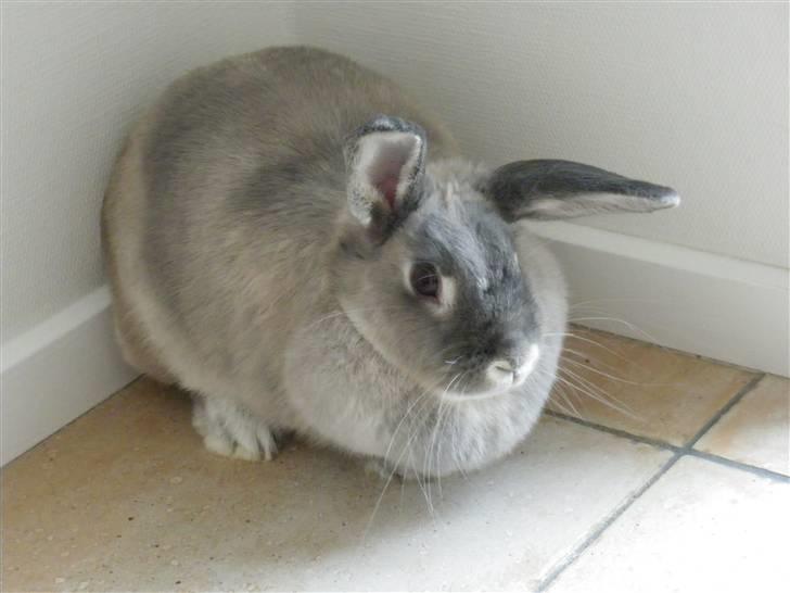 Kanin Sniffe billede 1