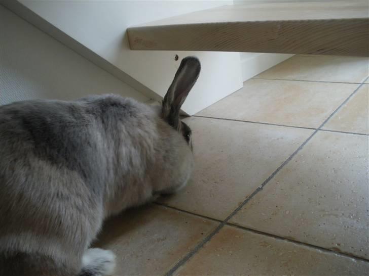 Kanin Sniffe billede 2