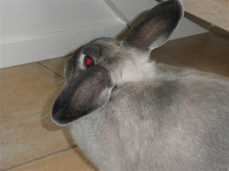 Kanin Sniffe billede 3