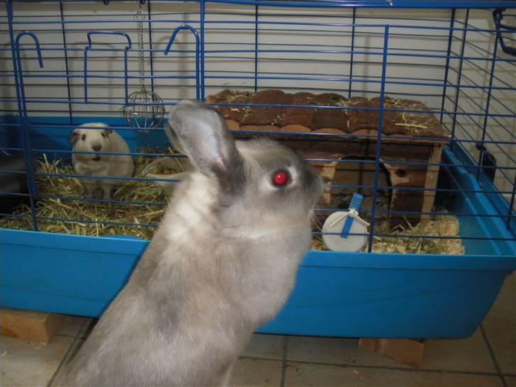 Kanin Sniffe billede 4