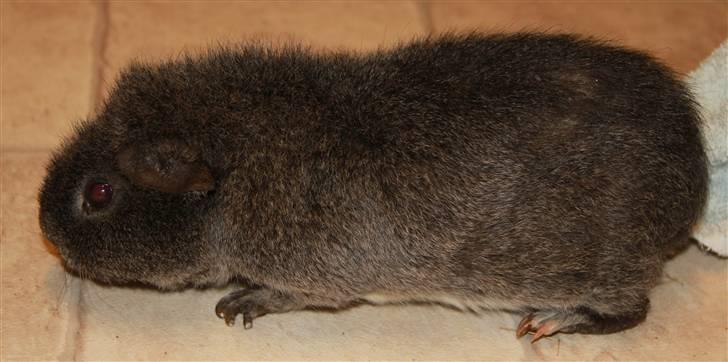 Marsvin Prylle *R.I.P* :'( billede 1