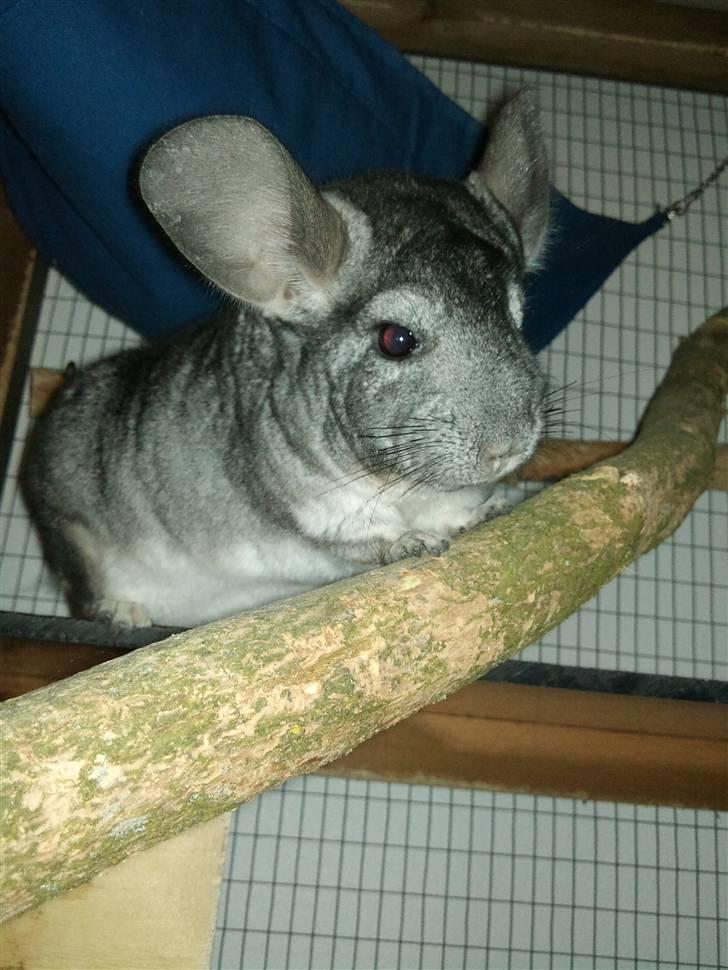 Chinchilla Burger <3 Solgt billede 8