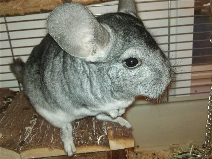 Chinchilla Burger <3 Solgt billede 9