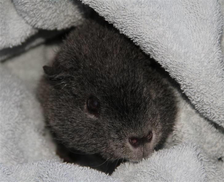 Marsvin Prylle *R.I.P* :'( billede 2