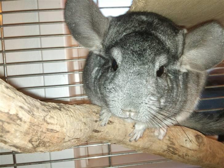 Chinchilla Burger <3 Solgt billede 10
