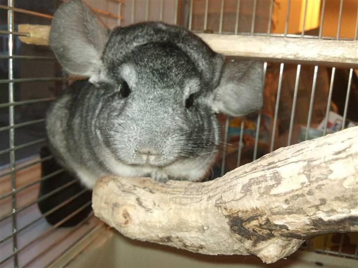 Chinchilla Burger <3 Solgt billede 11