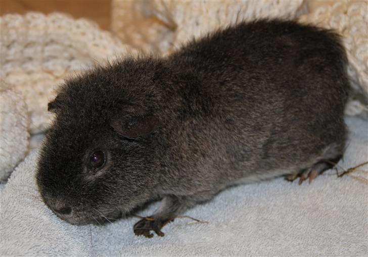 Marsvin Prylle *R.I.P* :'( billede 3