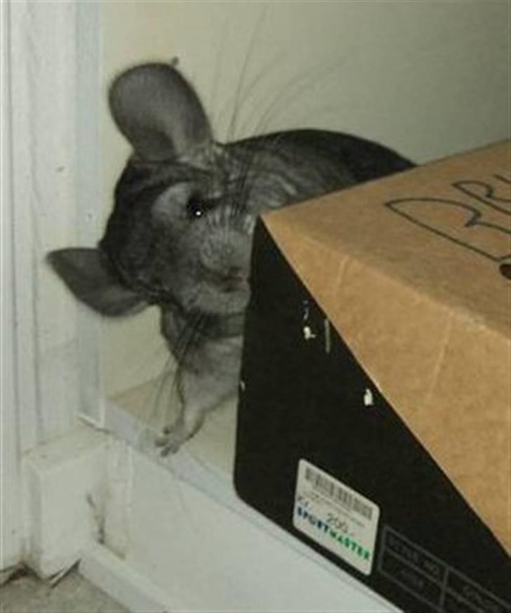 Chinchilla Blobber <3 Solgt billede 12