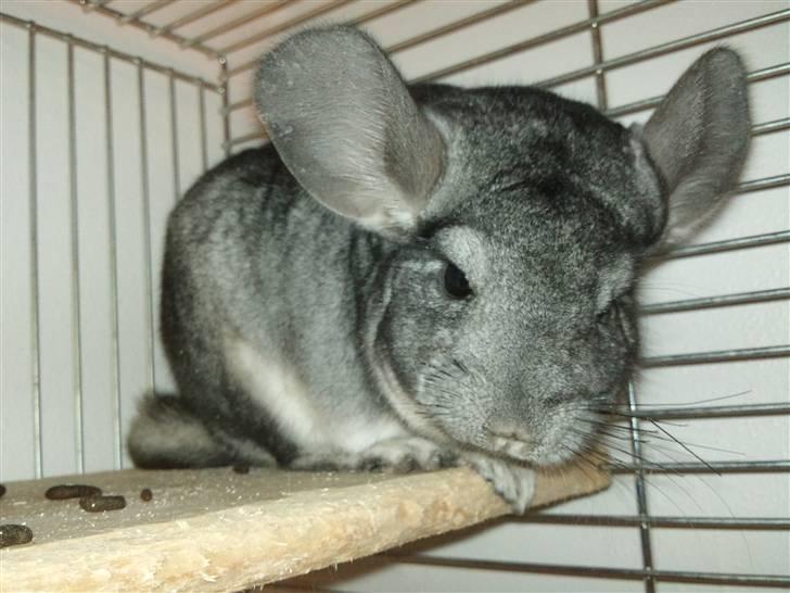 Chinchilla Burger <3 Solgt billede 12