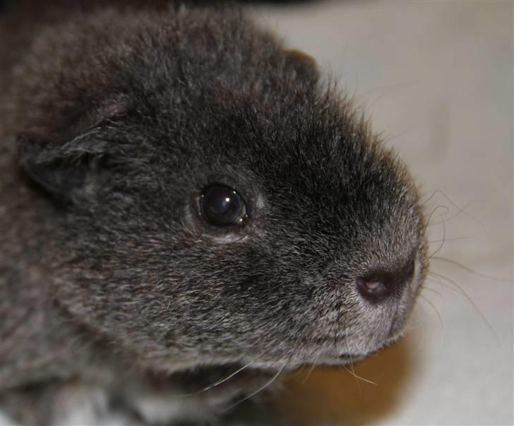 Marsvin Prylle *R.I.P* :'( billede 4