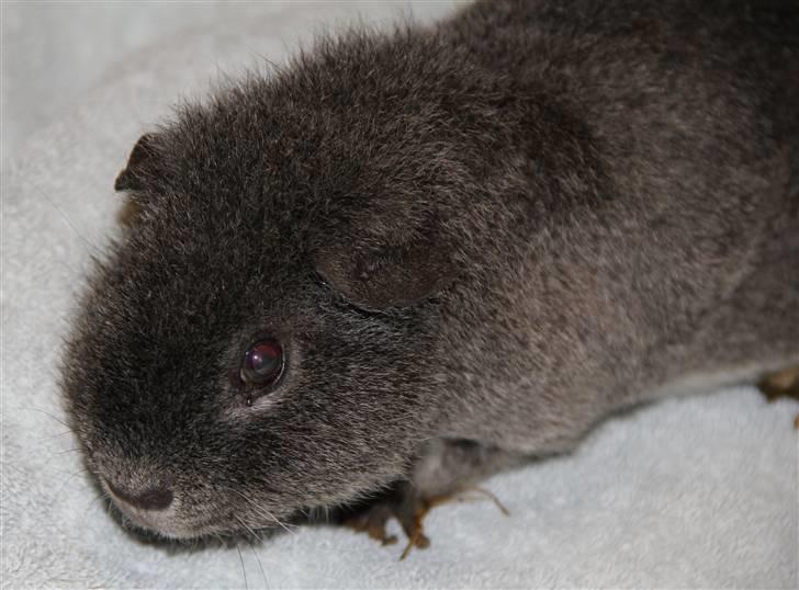 Marsvin Prylle *R.I.P* :'( billede 5