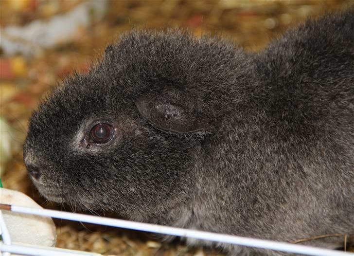 Marsvin Prylle *R.I.P* :'( billede 6