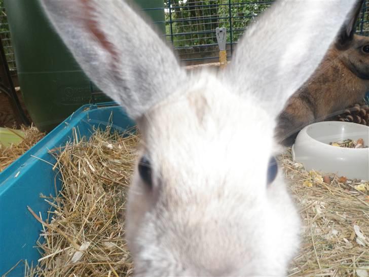 Kanin Beninna *død* billede 1