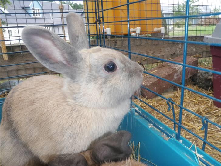 Kanin Beninna *død* billede 2