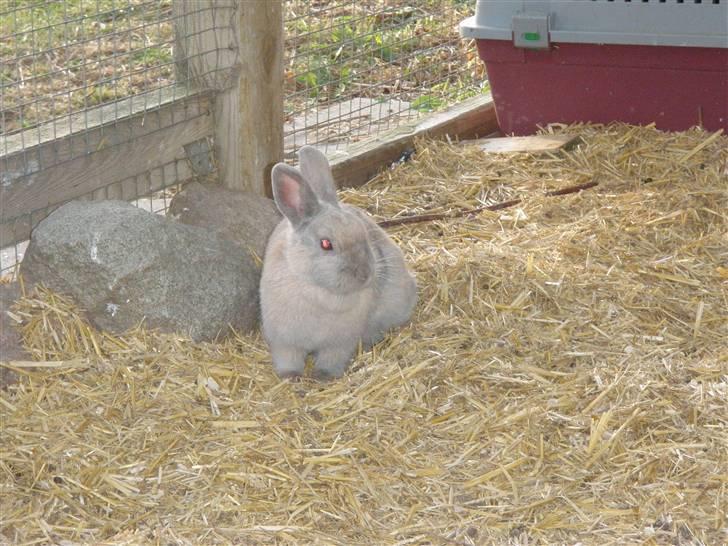 Kanin Beninna *død* billede 3