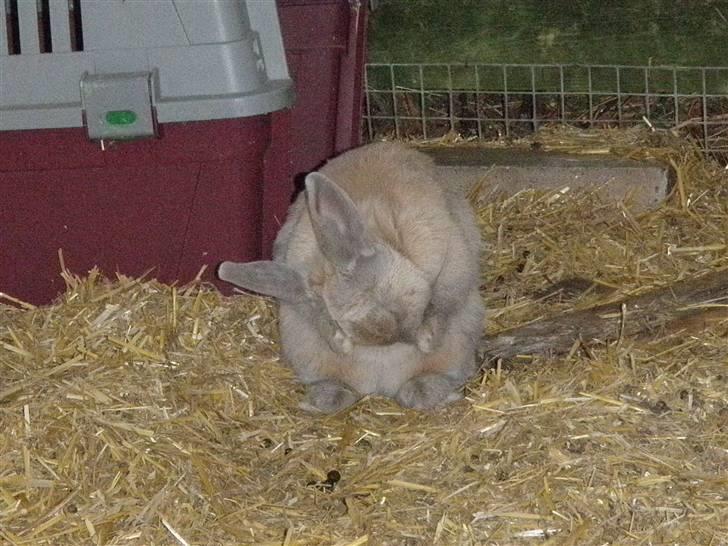 Kanin Beninna *død* billede 4