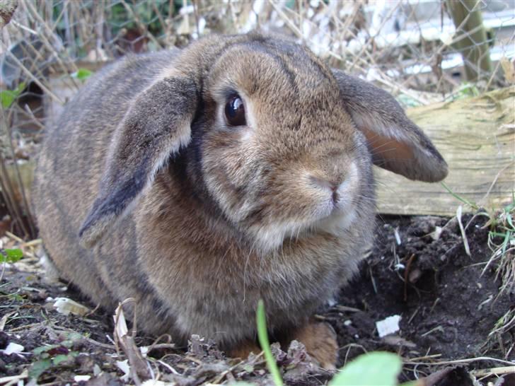 Kanin Mille<3 - Hvad er det der tar billeder af mig? billede 2