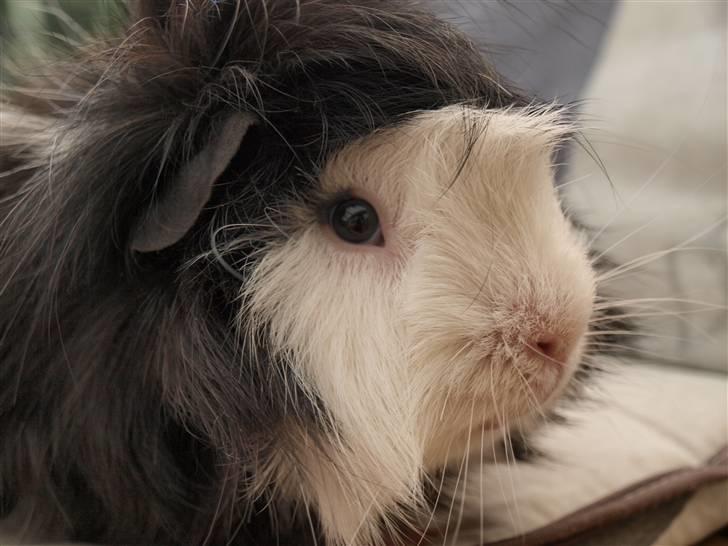 Marsvin Muffi - Hej og velkommen til Muffi´s profil :D Kig dig lidt omkring? Og smid meget gerne en kommentar :D billede 1
