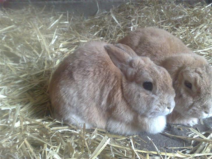 Kanin Anastacia billede 2