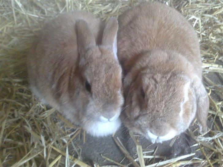 Kanin Anastacia billede 3