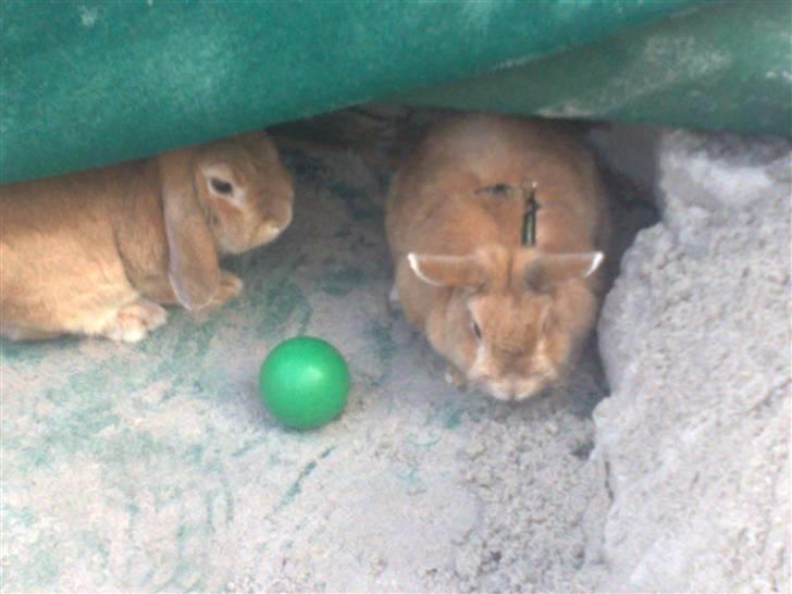 Kanin Anastacia billede 4