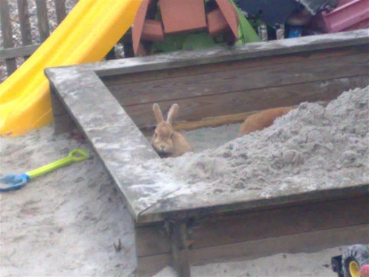 Kanin Anastacia billede 5