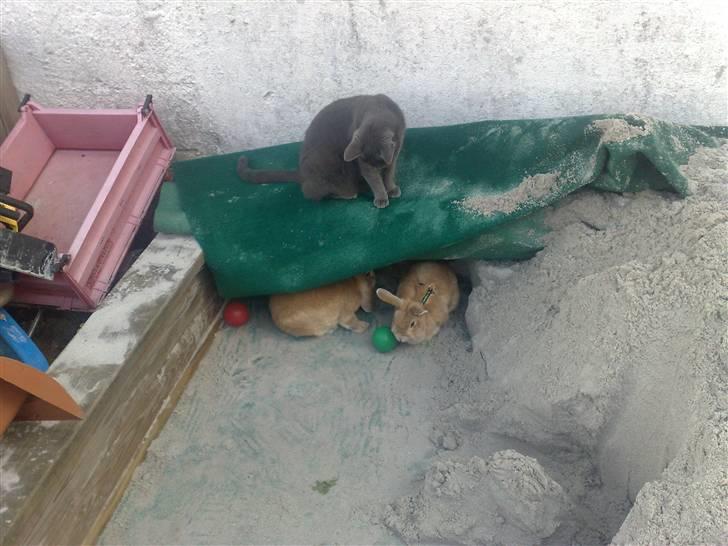 Kanin Anastacia billede 6