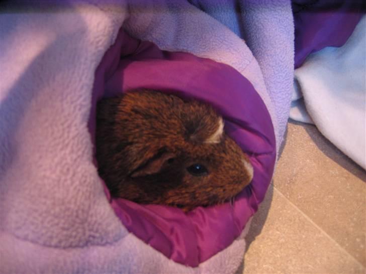 Marsvin snip - uhh der er dejlig varmt her inde billede 2