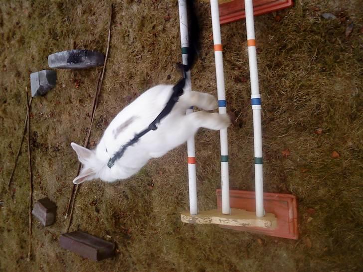 Kanin Stald Foxt's Snefnuk RIP <3 :'( billede 1