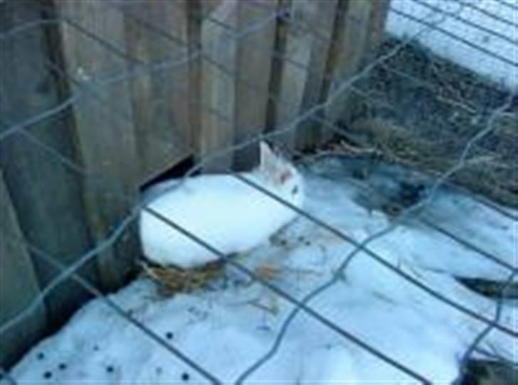 Kanin Stald Foxt's Snefnuk RIP <3 :'( billede 2