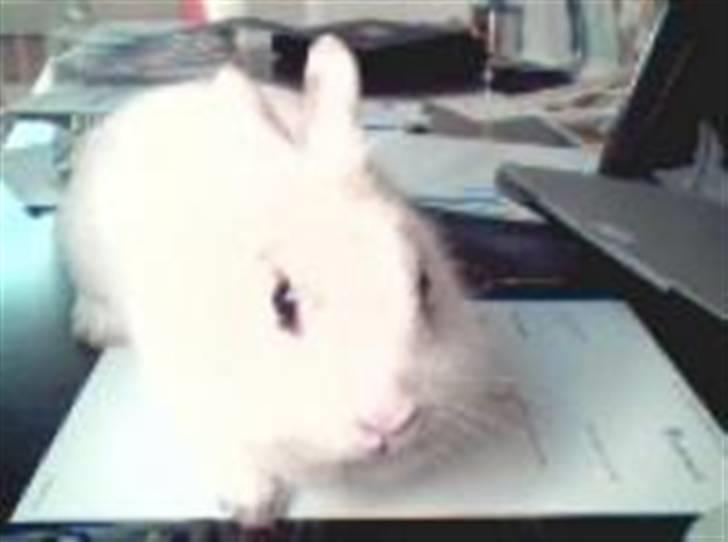 Kanin Stald Foxt's Snefnuk RIP <3 :'( billede 3