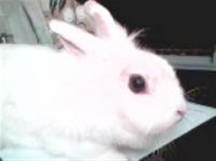 Kanin Stald Foxt's Snefnuk RIP <3 :'( billede 4