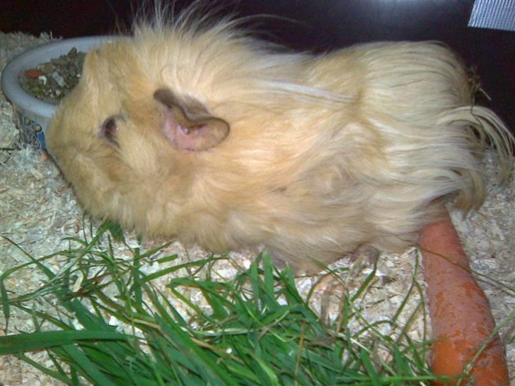 Marsvin Bruno - R.I.P :'( billede 1