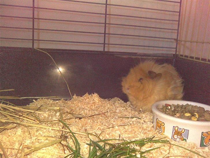 Marsvin Bruno - R.I.P :'( billede 2