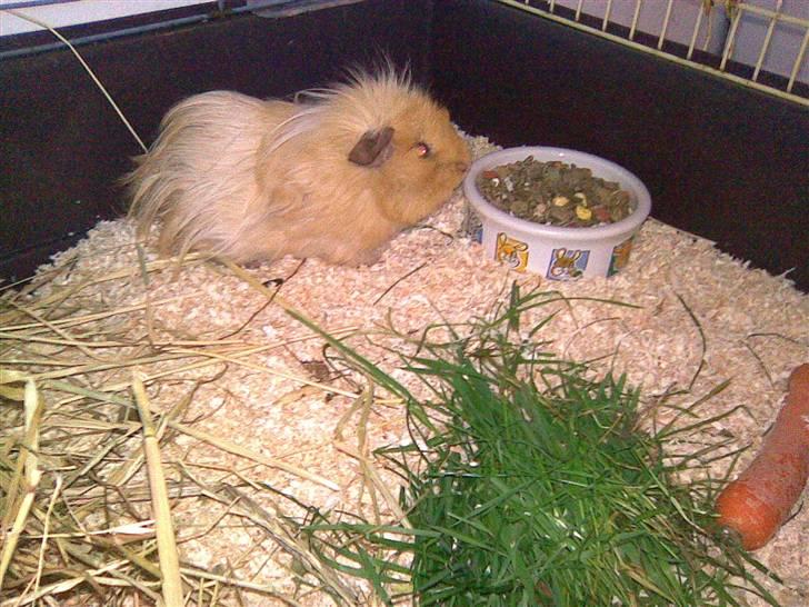 Marsvin Bruno - R.I.P :'( billede 3
