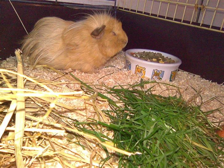 Marsvin Bruno - R.I.P :'( billede 4