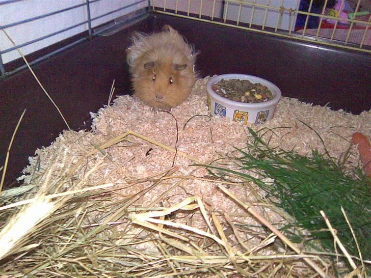 Marsvin Bruno - R.I.P :'( billede 5