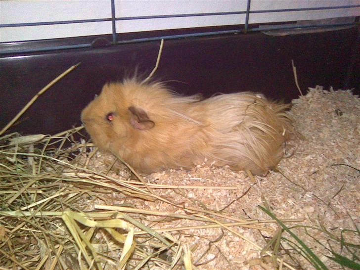 Marsvin Bruno - R.I.P :'( billede 6