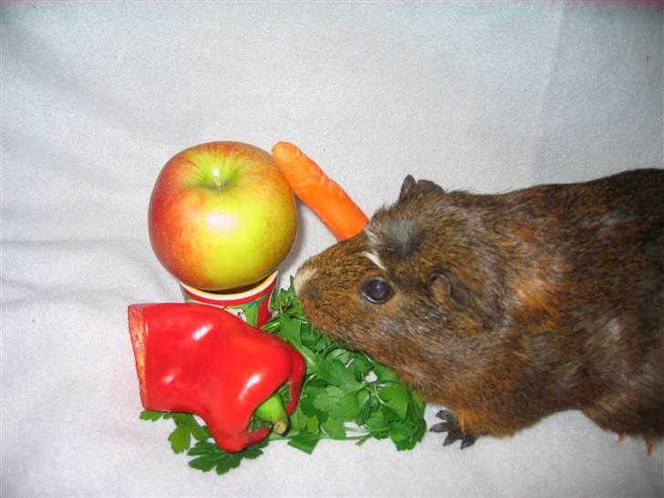 Marsvin snip - nam nam mad jeg elsker mad billede 3