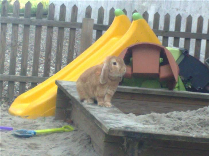 Kanin Oliver billede 2