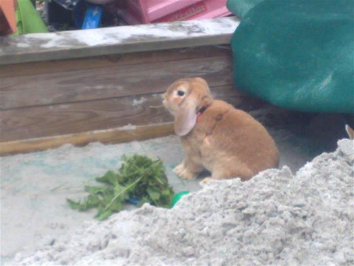 Kanin Oliver billede 3