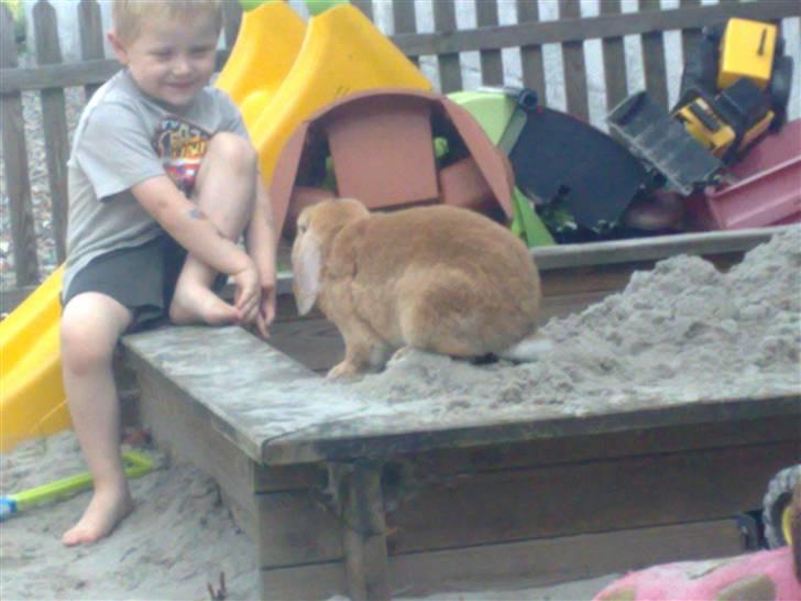 Kanin Oliver billede 4