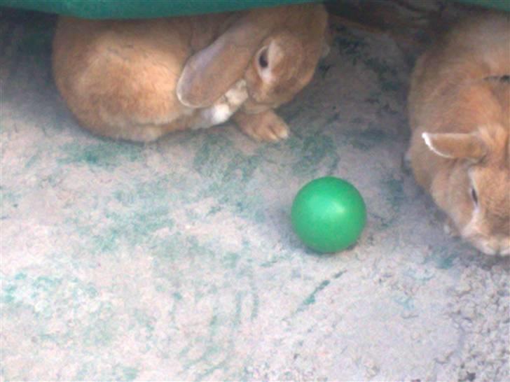 Kanin Oliver billede 5