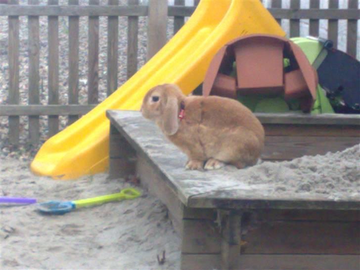 Kanin Oliver billede 6