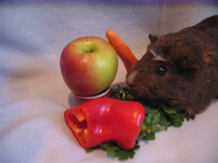 Marsvin snip - nam mad igen jeg lelsker bare mad billede 4