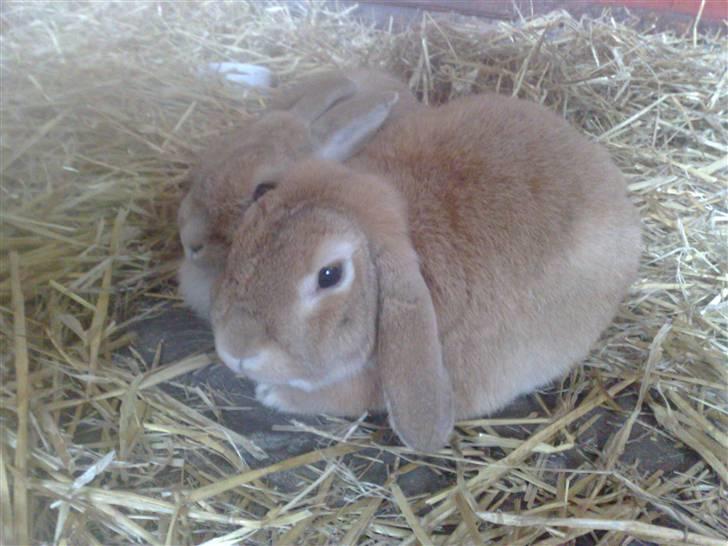 Kanin Oliver billede 7