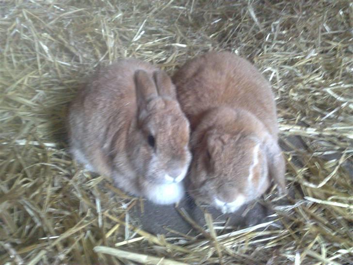 Kanin Oliver billede 8