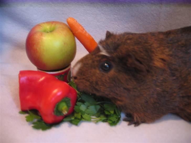 Marsvin snip - hæ ter du et billede det kunde du godt lige ha sagt billede 5